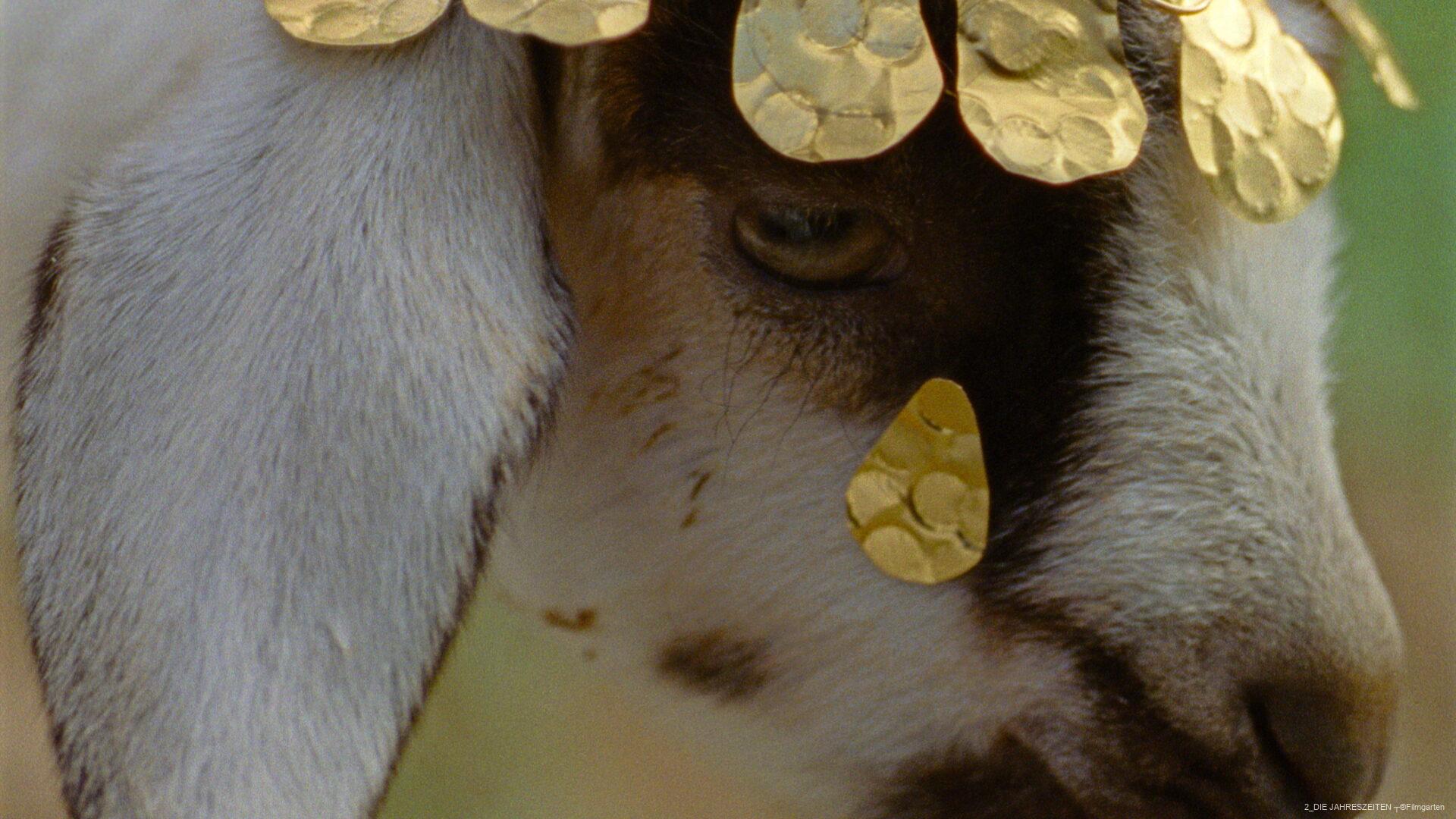 Nahaufnahme eines Ziegenkopfes mit goldenen Plättchen als Schmuck auf Stirn und unter dem Auge.